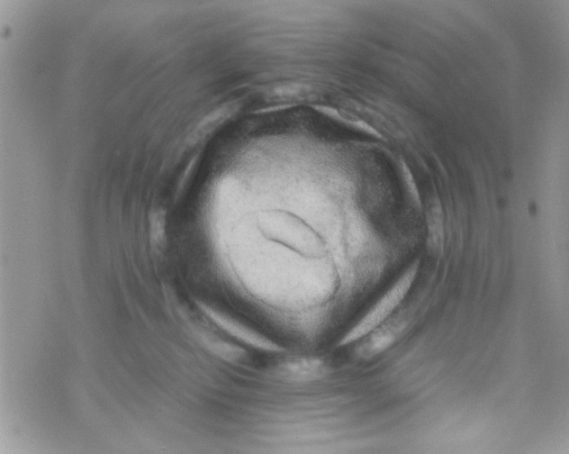 X0000070410278200606302044