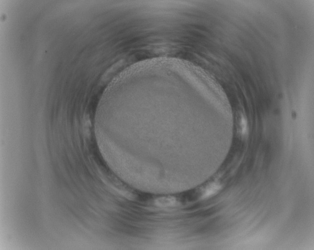 X0000070410279200606302044