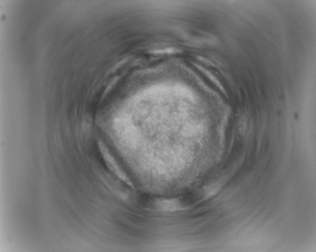 X0000070410283200606302044