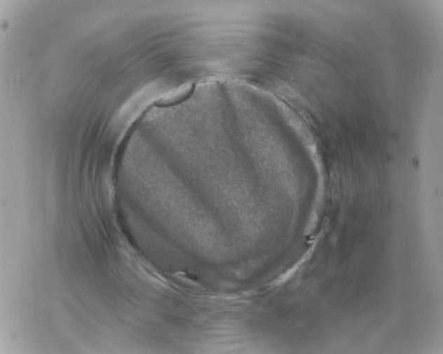 X0000070410290200606302043