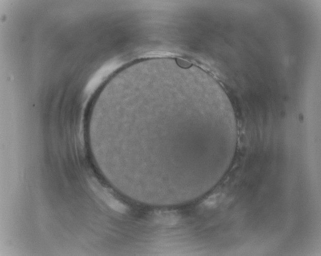 X0000070410296200606302043