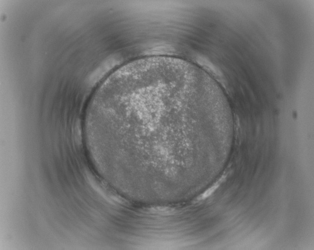 X0000070410298200606302043