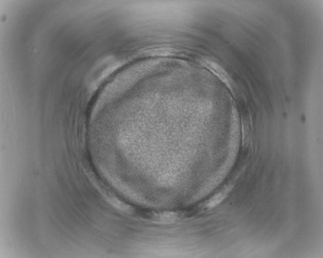 X0000070410301200606302043