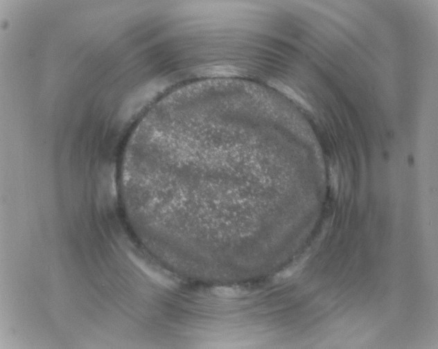 X0000070410302200606302043