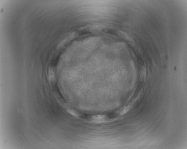 X0000070410335200606302042