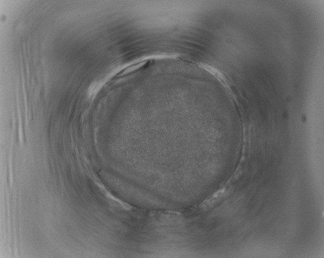 X0000070410337200606302042