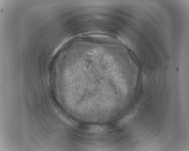 X0000070410347200606302042