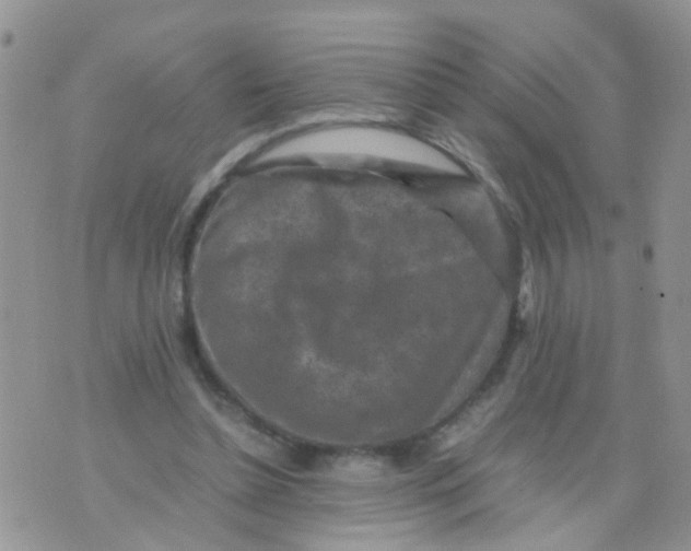 X0000070410348200606302042