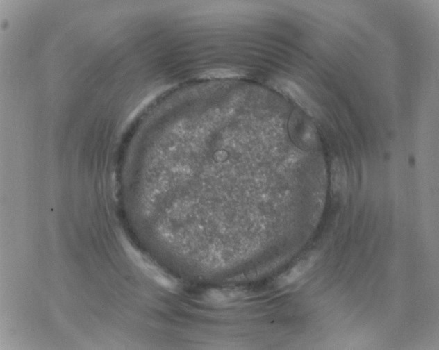 X0000070410351200606302042