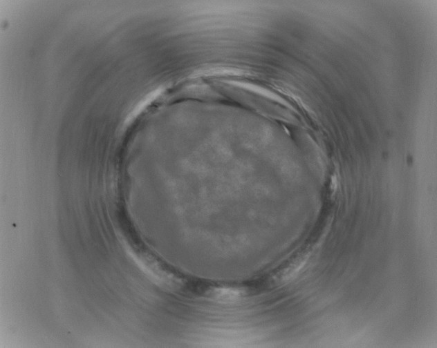 X0000070410352200606302042