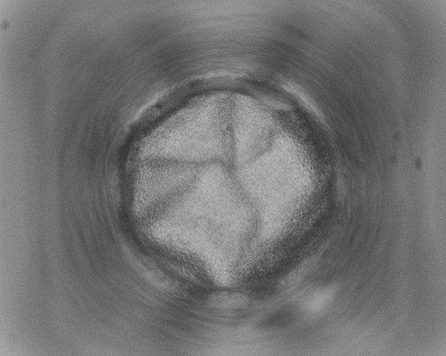 X0000070410354200606302042