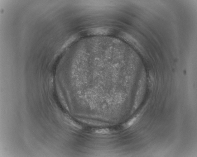 X0000070410355200606302042