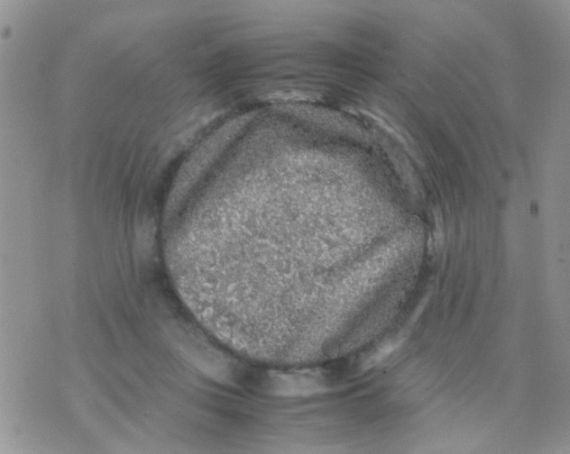 X0000070410359200606302042