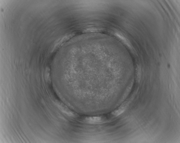 X0000070410361200606302042