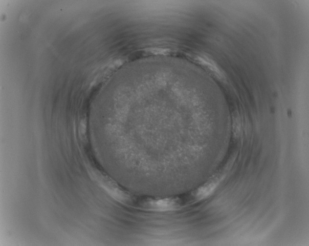 X0000070410365200606302042