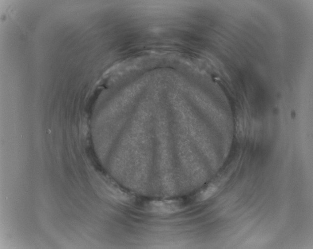 X0000070410367200606302042