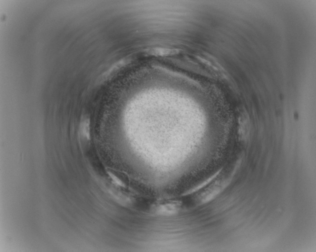 X0000070410368200606302042