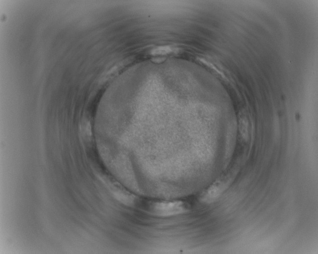 X0000070410375200606302042