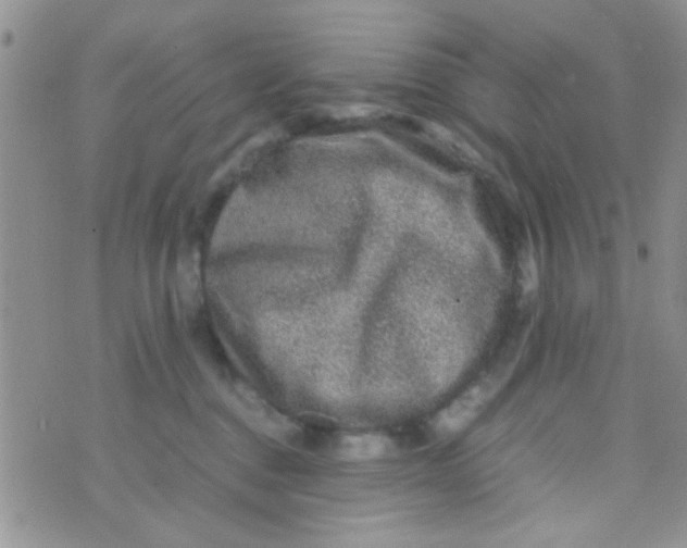 X0000070410376200606302042