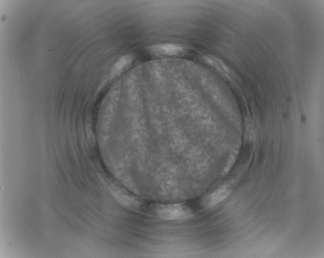 X0000070410377200606302042