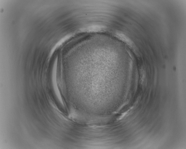 X0000070410392200606302041