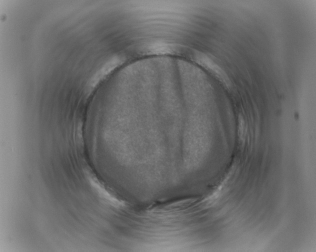 X0000070410394200606302041