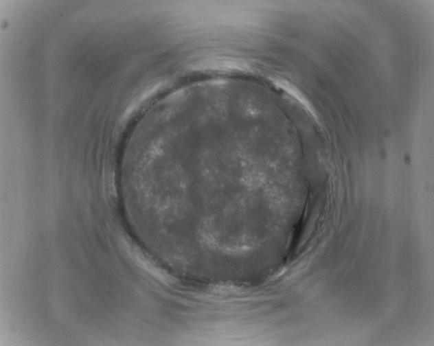 X0000070410399200606302041