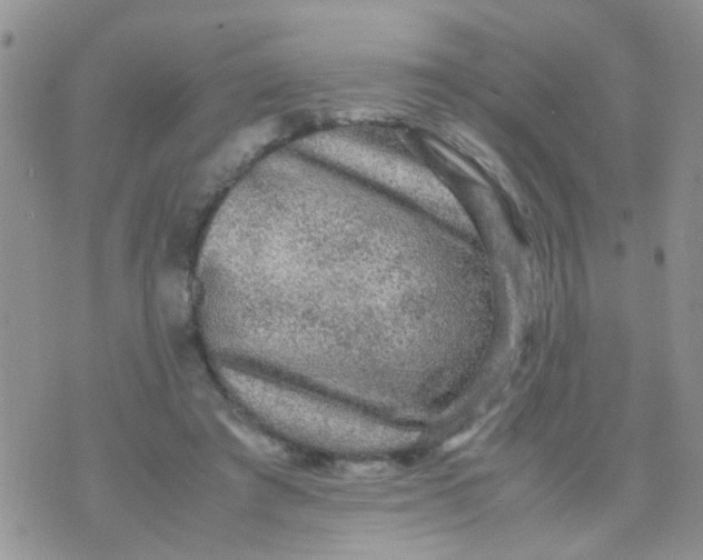 X0000070410401200606302041