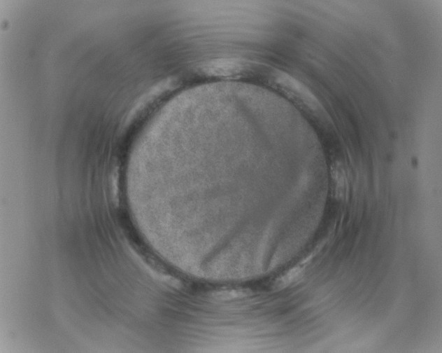 X0000070410404200606302041