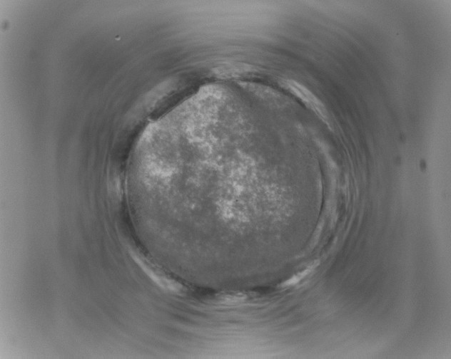 X0000070410405200606302041