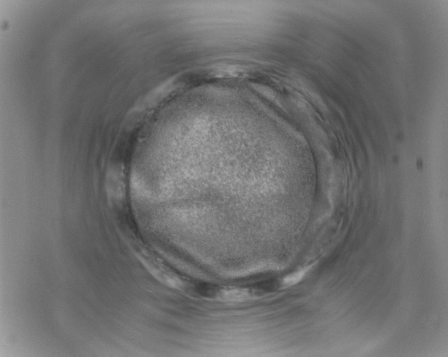 X0000070410413200606302041