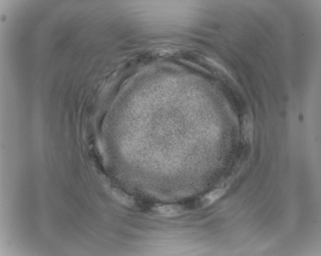 X0000070410417200606302041