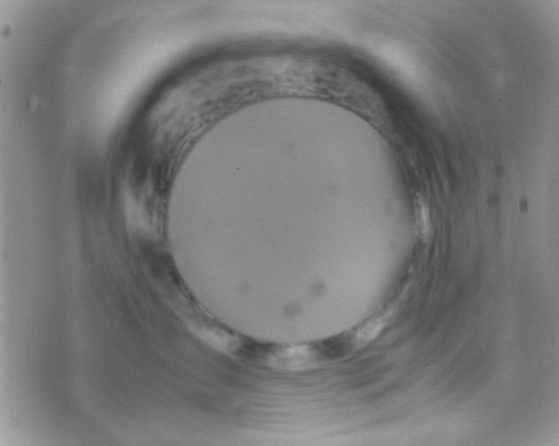 X0000070410431200606302041