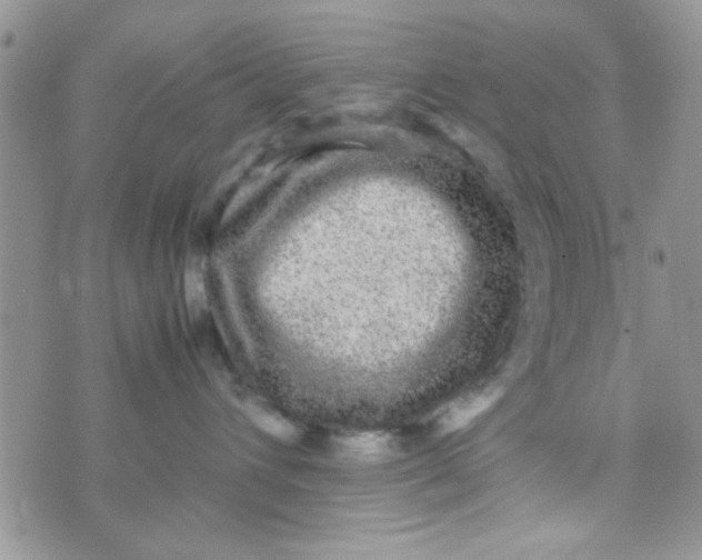 X0000070410432200606302041