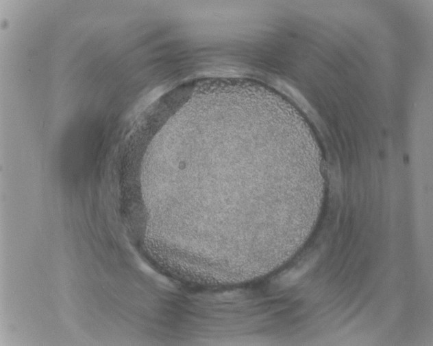 X0000070410433200606302040