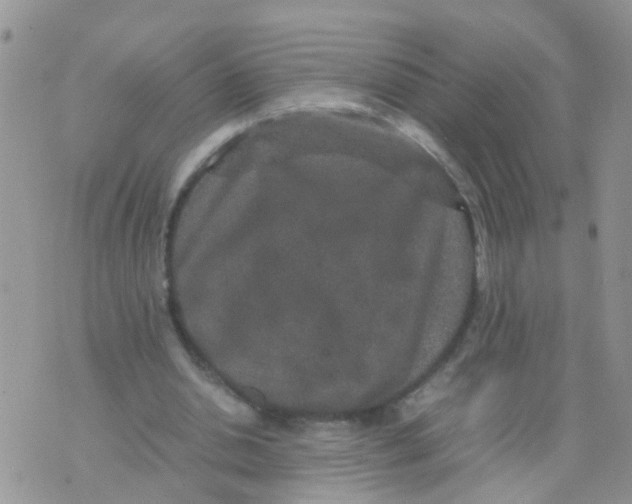 X0000070410438200606302040