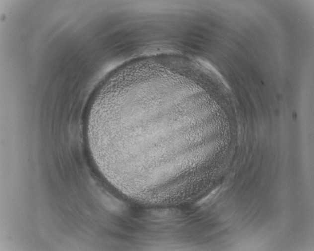 X0000070410439200606302040