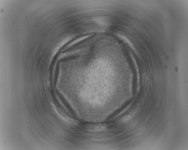 X0000070410443200606302040