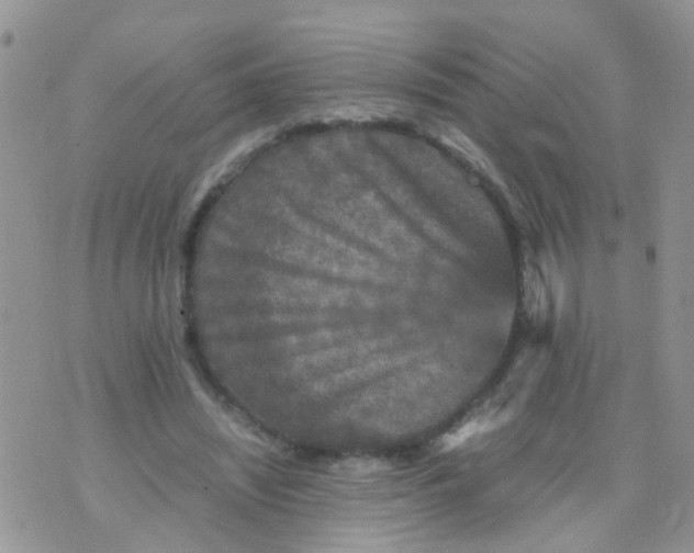 X0000070410444200606302040