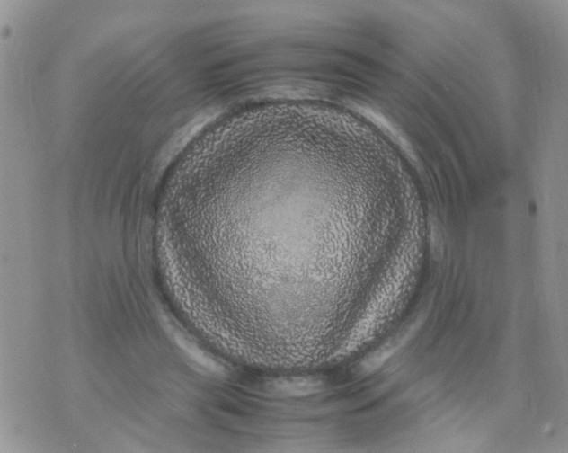 X0000070410445200606302040