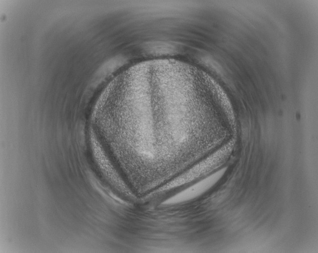 X0000070410447200606302040