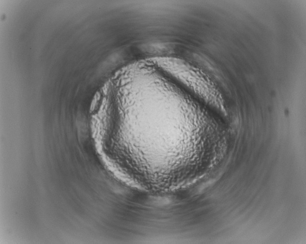 X0000070410469200606302041