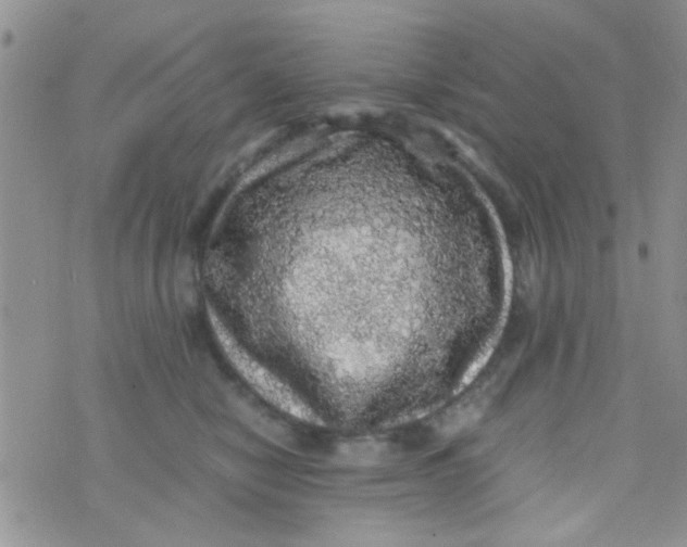 X0000070410470200606302041