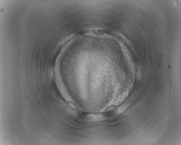 X0000070410477200606302041