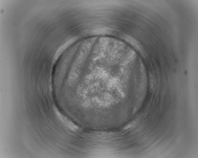 X0000070410486200606302040