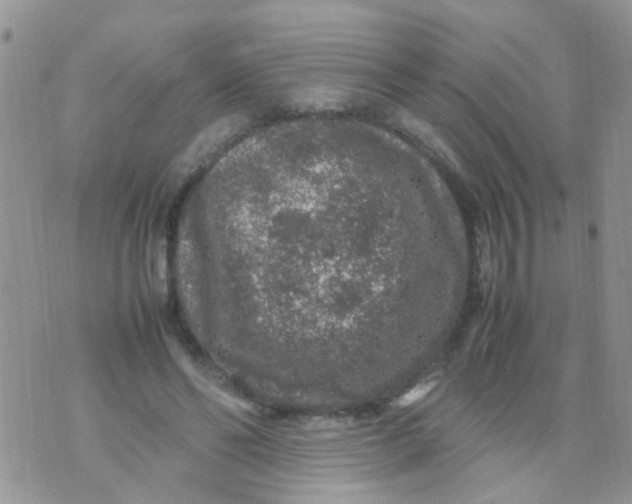 X0000070410494200606302040