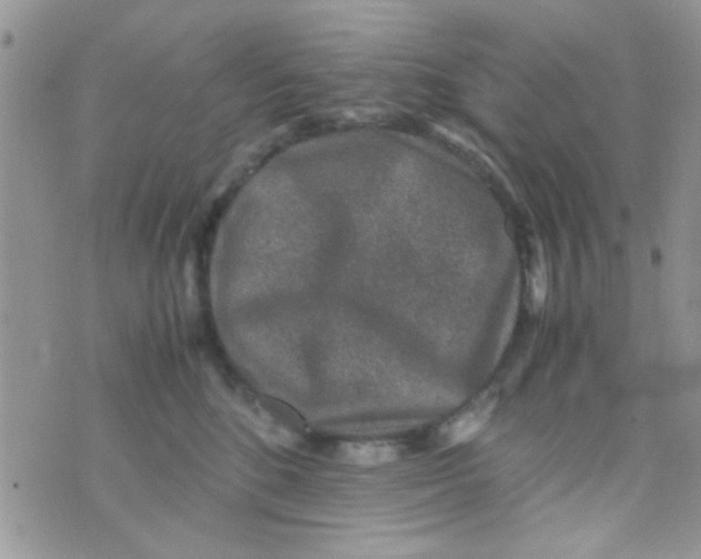 X0000070410520200606302039