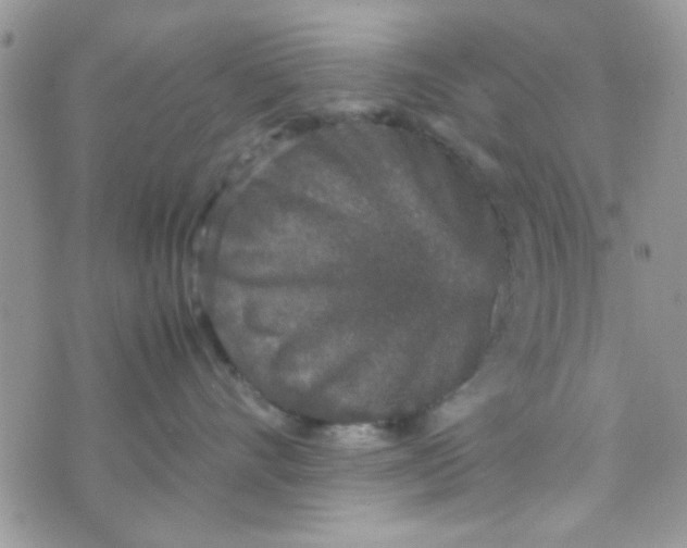 X0000070410528200606302039