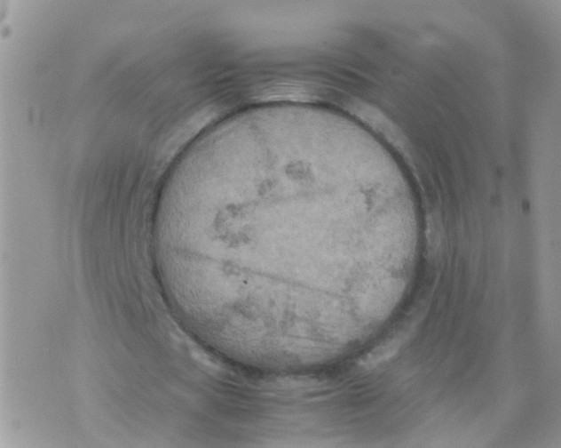 X0000070410529200606302038