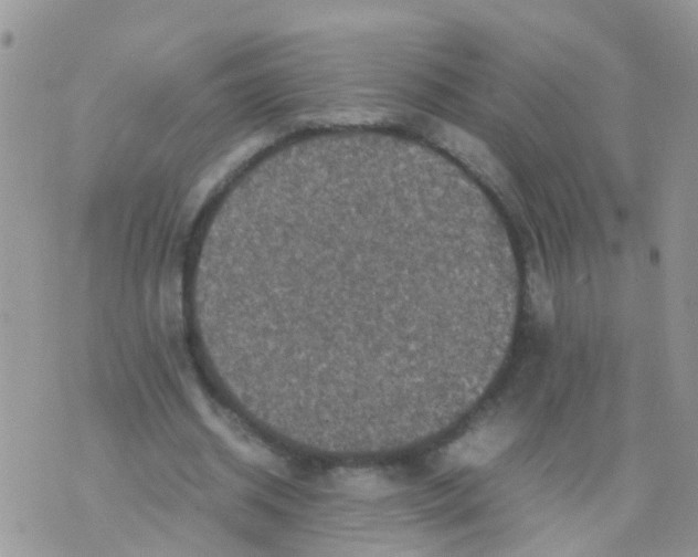 X0000070410534200606302038